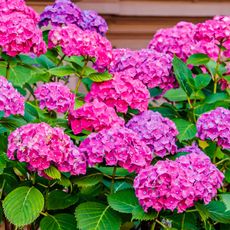 hydrangea shrub with masses of large pink flowers
