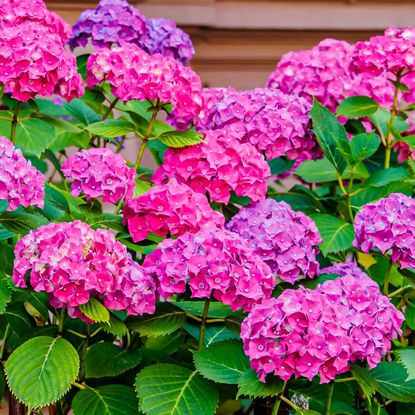 hydrangea shrub with masses of large pink flowers