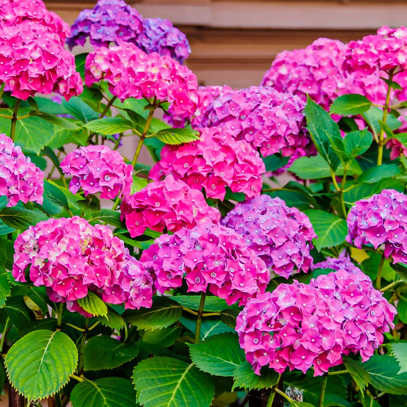 hydrangea shrub with masses of large pink flowers