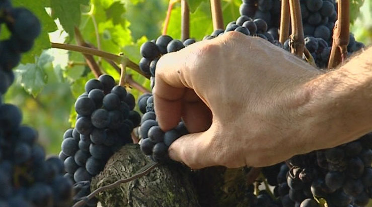 Bordeaux 2011 picture of someone picking grapes