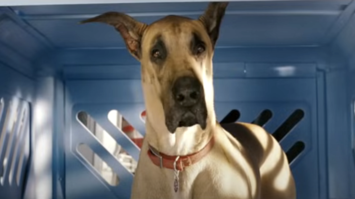 a screenshot from marmaduke