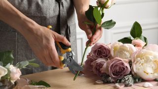 A single rose being trimmed by a pair of pruners on a kitchen counter next to a bouquet of roses