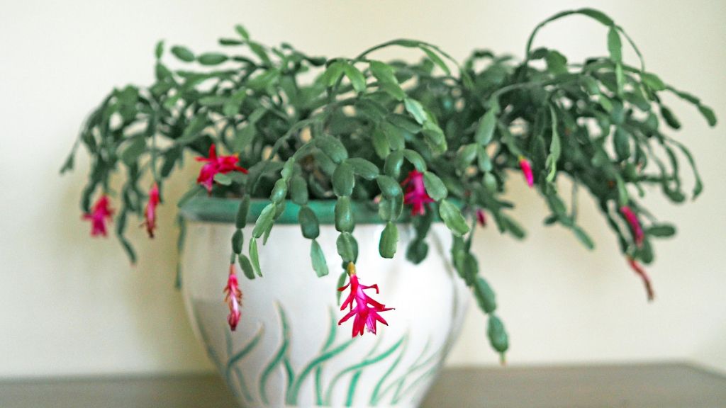 A potted Christmas cactus