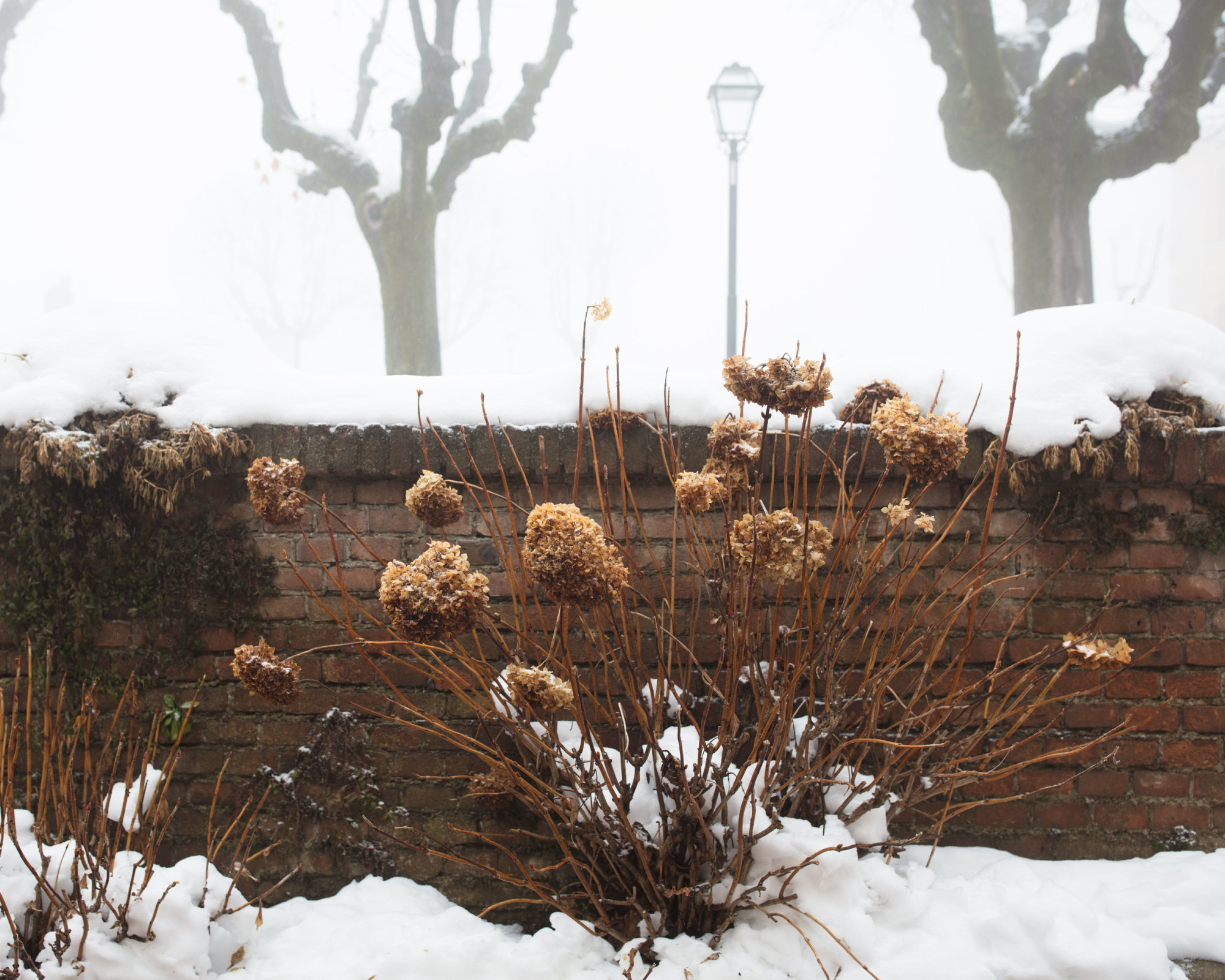 hydrangeas in snow