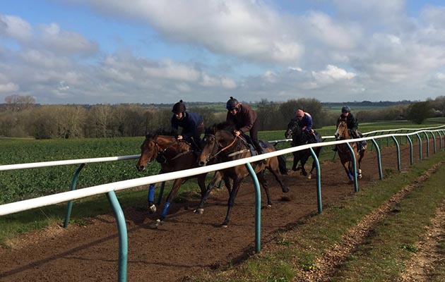 Harry on the gallops (back right)