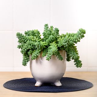 burro's tail in cermaic pot with feet on black tablemat on wooden table with white tiled backdrop 