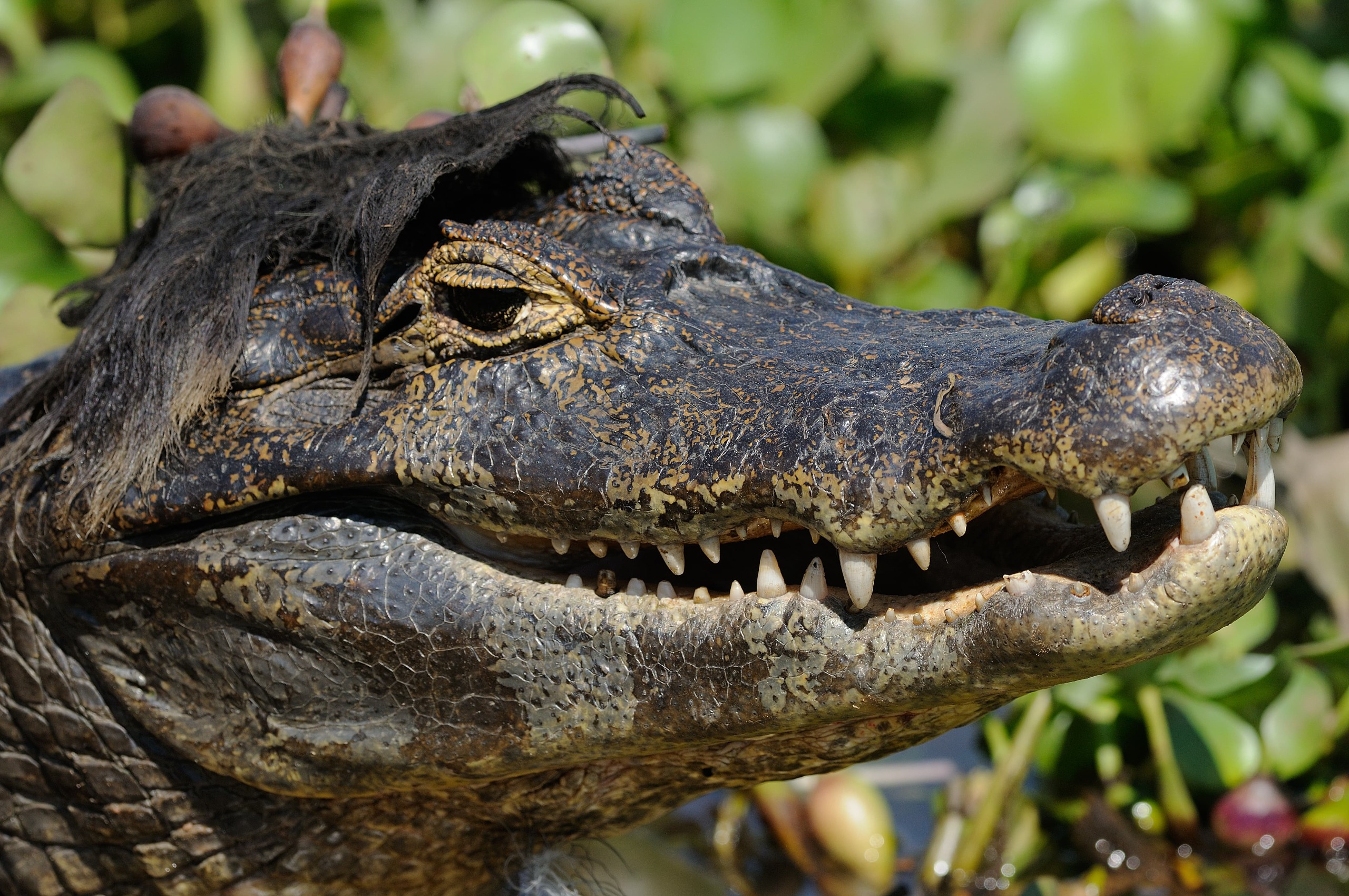 Caiman with weed on its head.