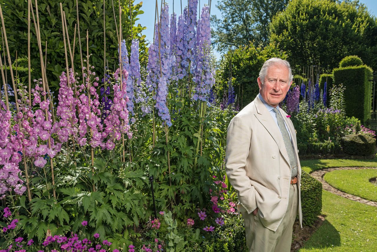 The King at Highgrove in Gloucestershire with his prized delphiniums, of which he has long been an admirer.