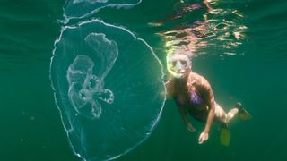 Moon Jellyfish and Diver in Jellyfish Lake, Palau