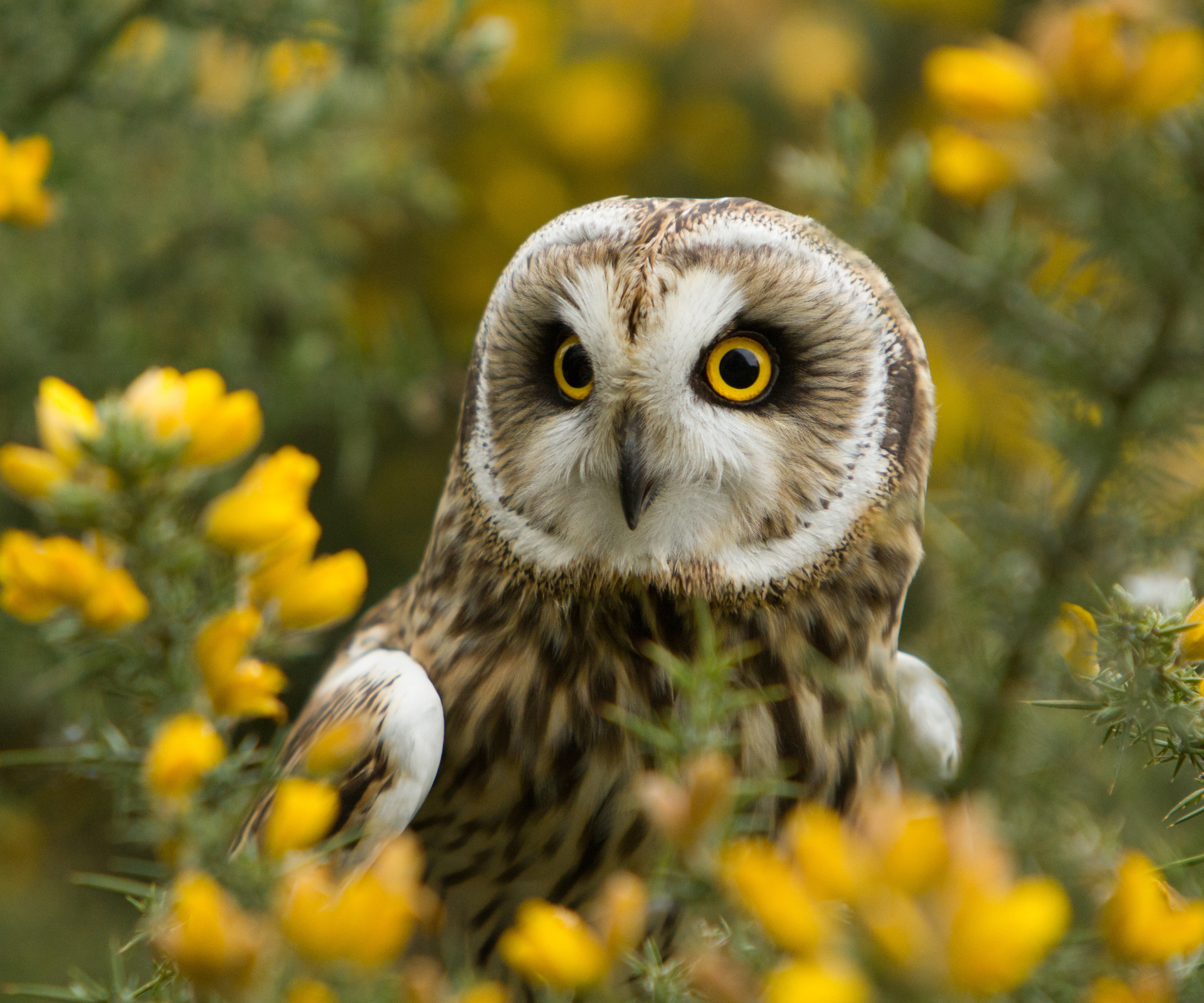 Adult short eared owl, Asio flammeus, in yellow Gorse.