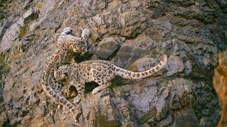 A pair of snow leopards in Planet Earth III 