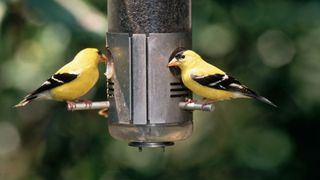 Two American Goldfinches