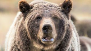 Close-up of grizzly bear at Grand Teton National Park, Wyoming, USA