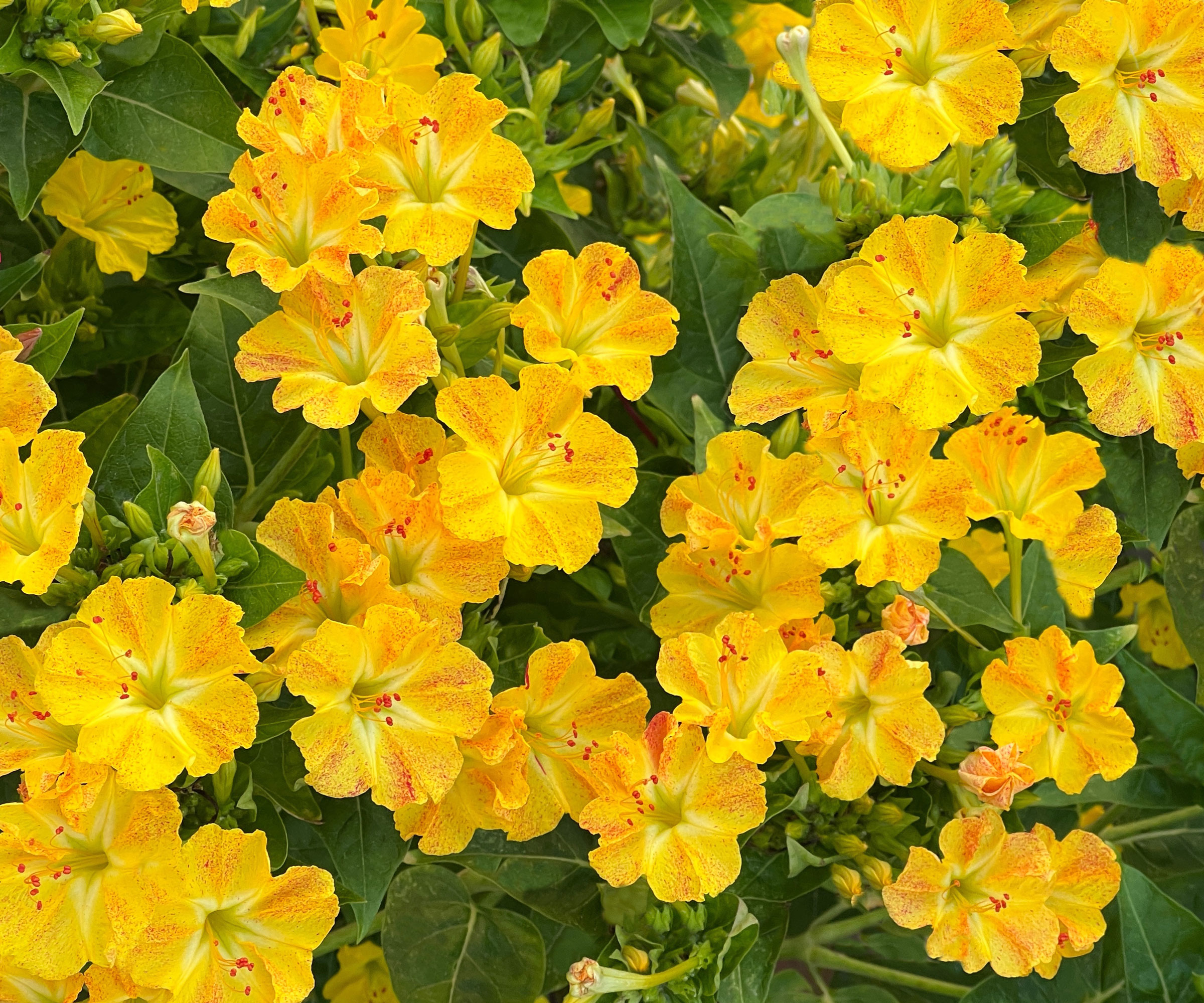four o'clocks plant with bright yellow flowers