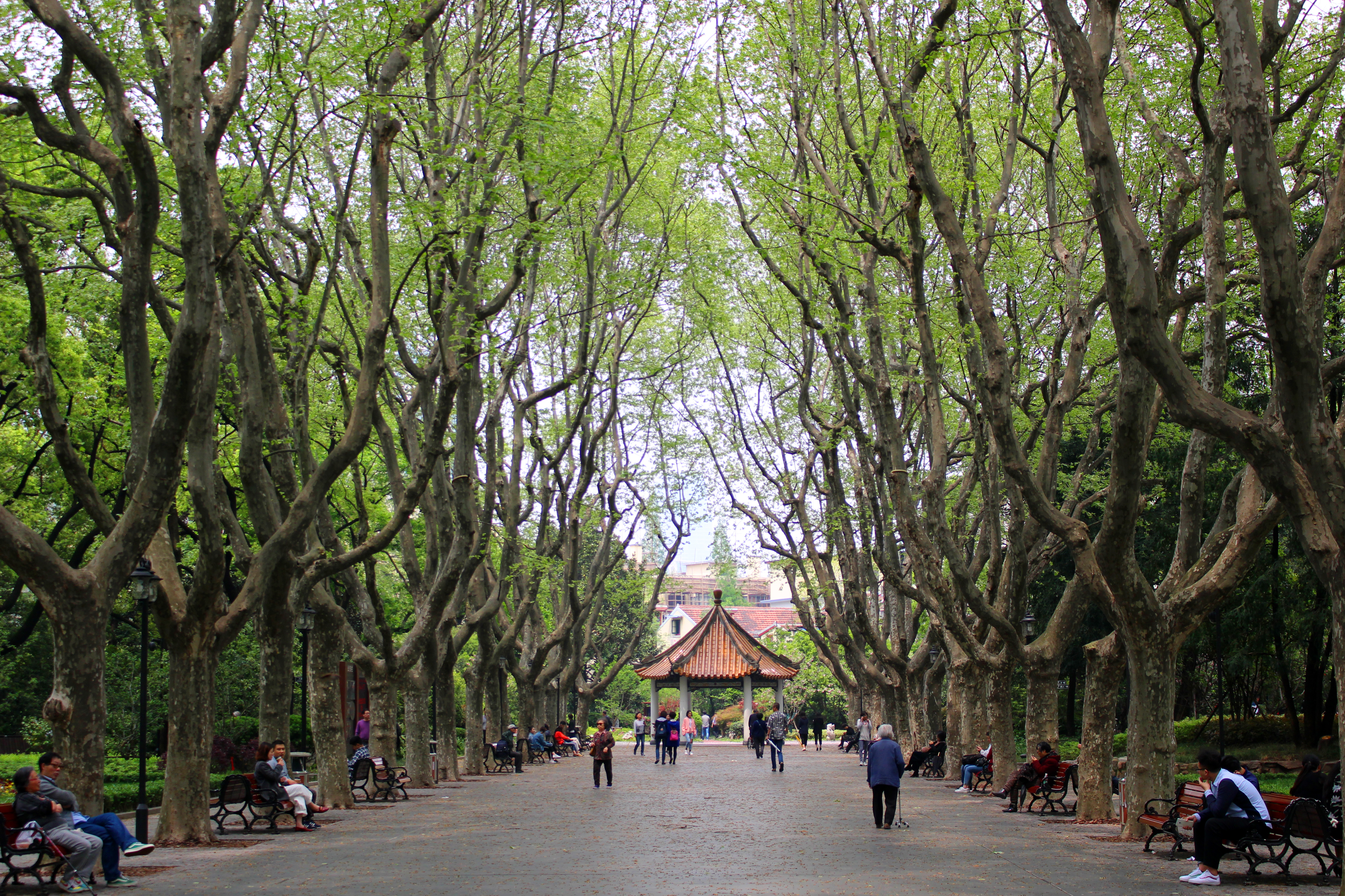 People walk past trees at Xiangyang Park in Shanghai's French Concession neighborhood