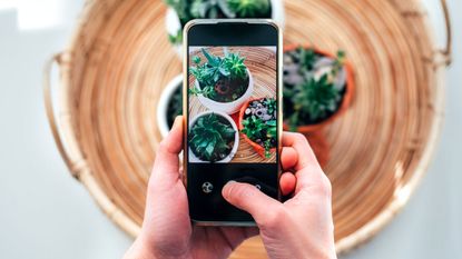 smartphone being used to capture plant image