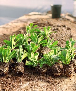 group of annual plant plugs on potting shed table