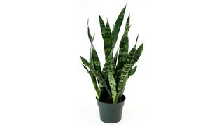 Burpee black coral snake plant