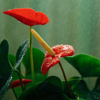 Watering the indoor Anthurium plant. In the background, water droplets are falling