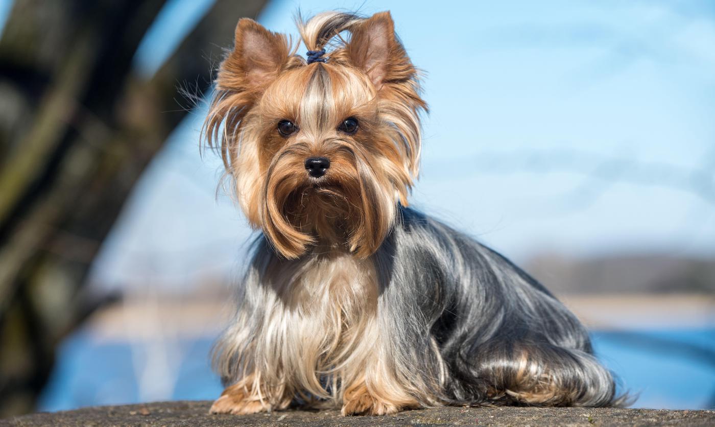 Yorkshire terrier dog sitting close up on nature