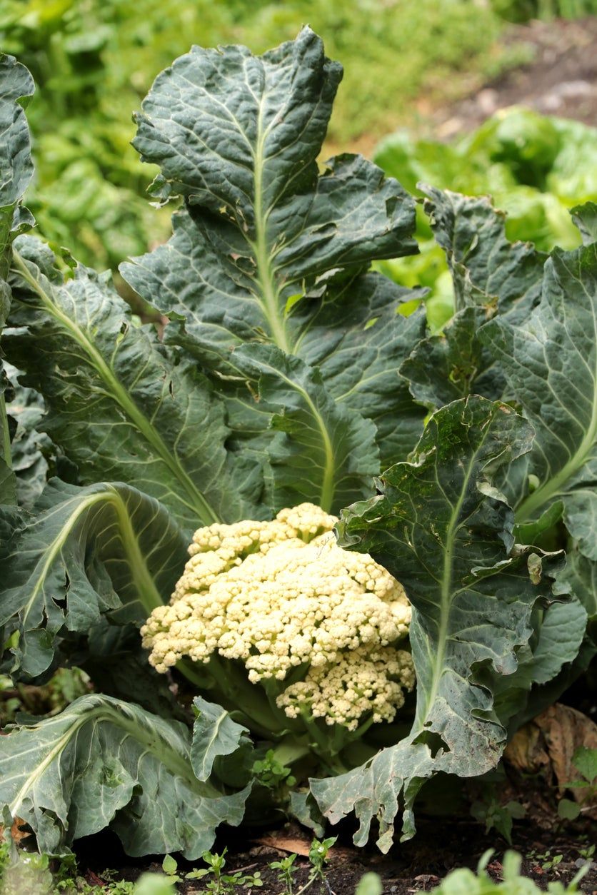 Wilting Cauliflower Plant