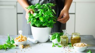 A basil plant on a table surrounded with cooking ingredients