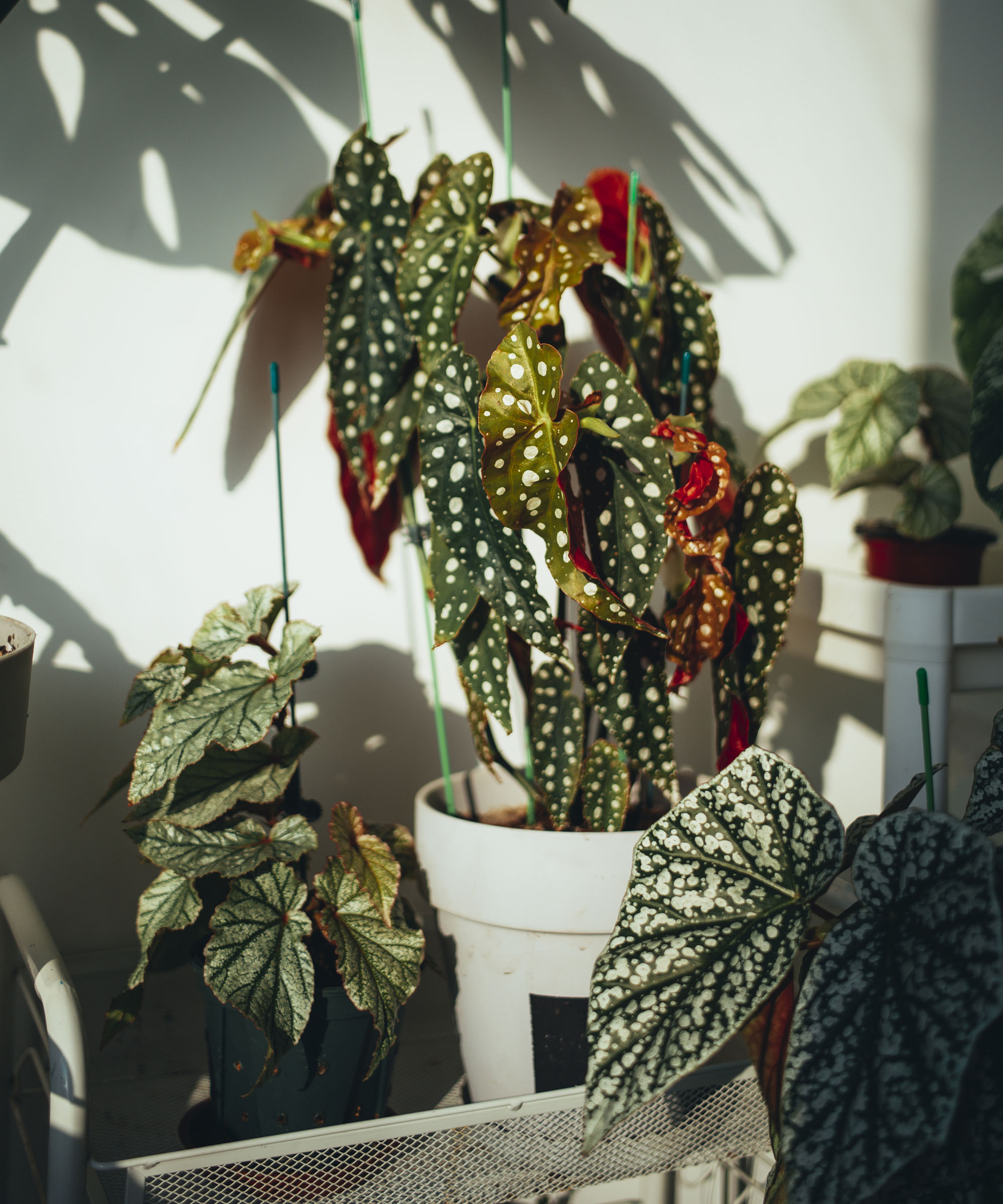 Polka dot begonia in dappled shade