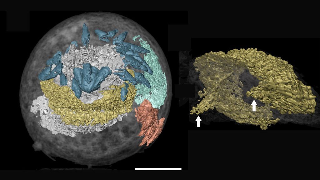 Penis worm's ancient cousin fossilized with its doughnut-shaped brain intact - Livescience.com