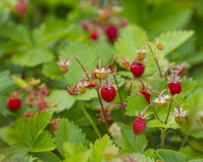 8 Fast-Growing Ground Cover Plants To Hide Bare Soil | Gardening Know How