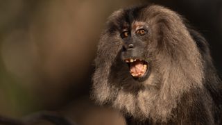 a shouting Macaque