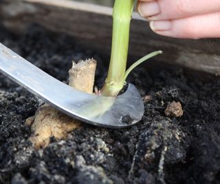 Taking dahlia cuttings with a sharp knife