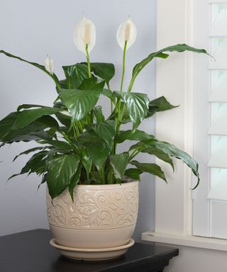 Peace lily (Spathiphyllum wallisii) on a desk indoors