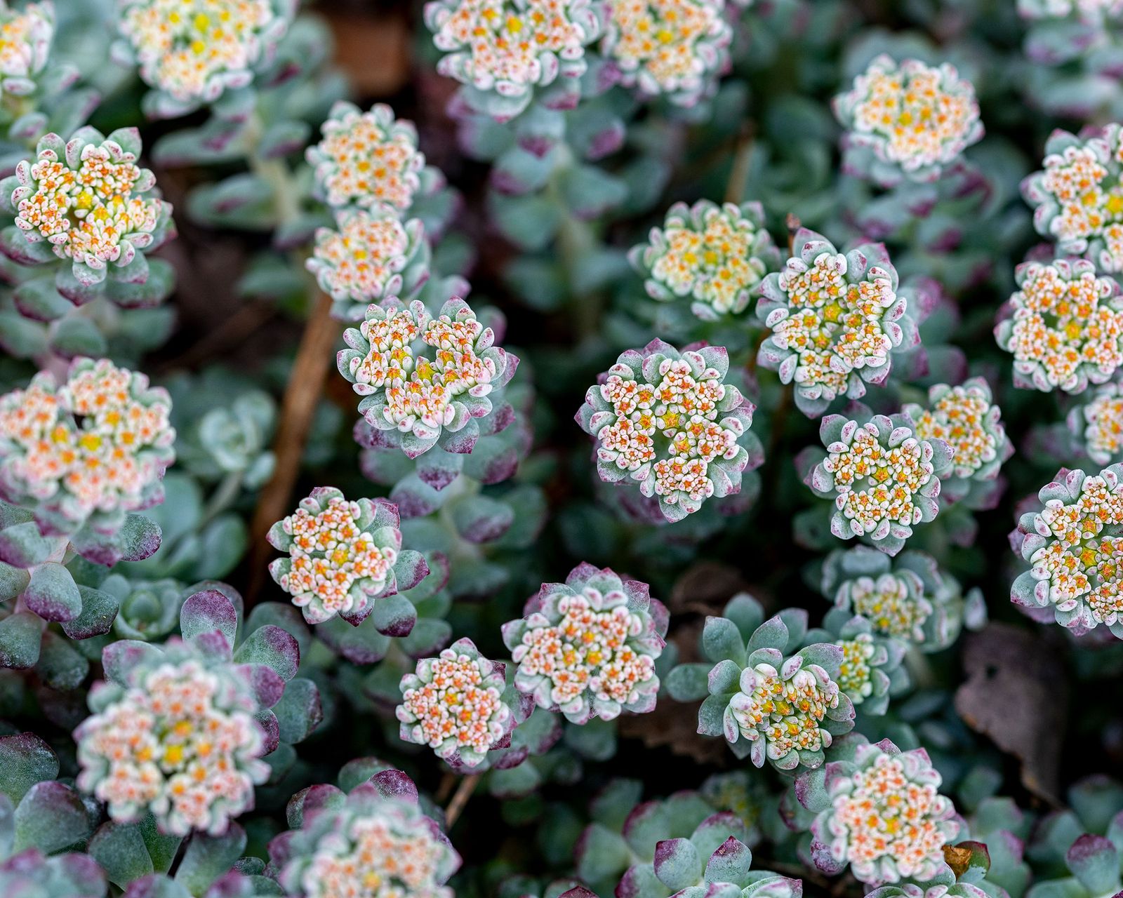 Best plants for garden walls: 10 picks for garden boundaries | Gardeningetc