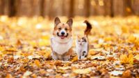 Dog and cat walking through autumn leaves