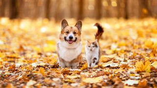 Dog and cat walking through autumn leaves