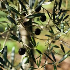 Closeup of olive tree leaves, branches and ripening olives