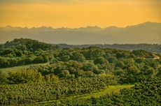 The Saint Mont vineyard in the Pyrenean foothills.