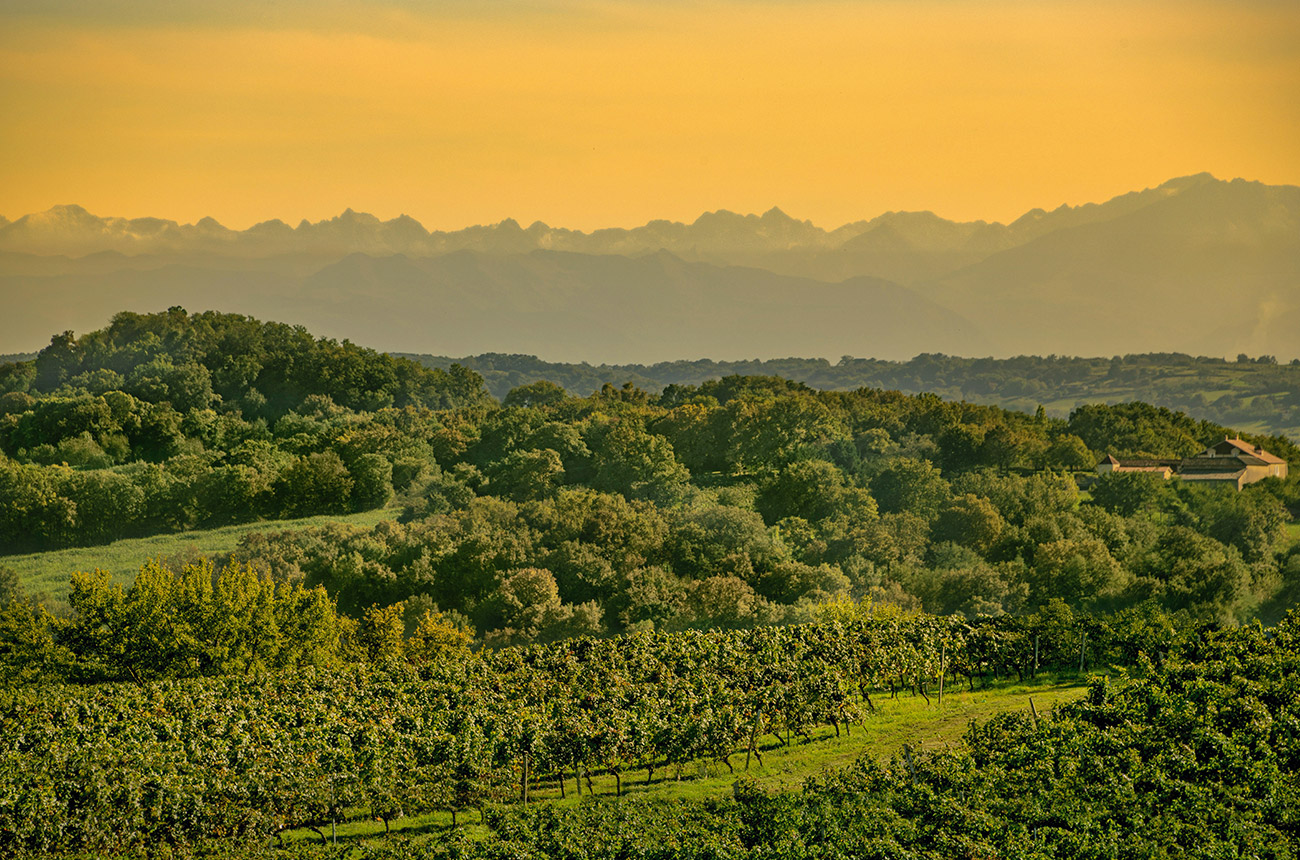 The Saint Mont vineyard in the Pyrenean foothills.