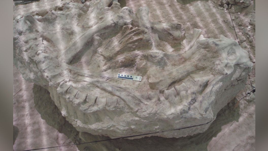 An articulated skeleton of Decennatherium rex, an ancestor of giraffes, found at the Batallones-10 site in Spain.