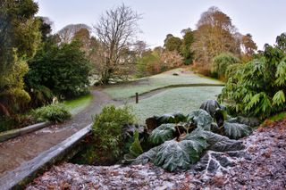 Trebah Garden, Cornwall.