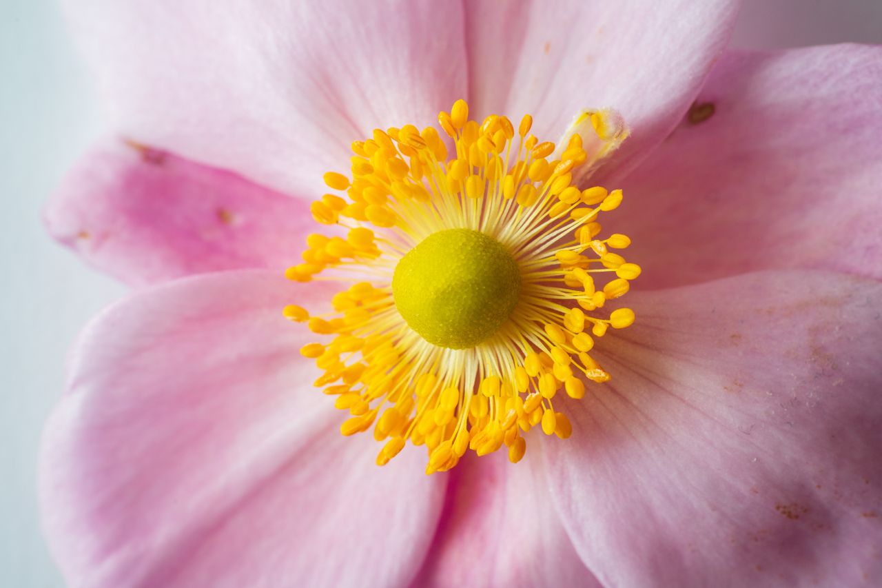 7Artisans 60mm F2.8 Macro 2x