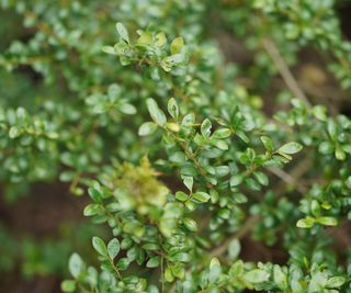 The green foliage of Japanese holly up-close