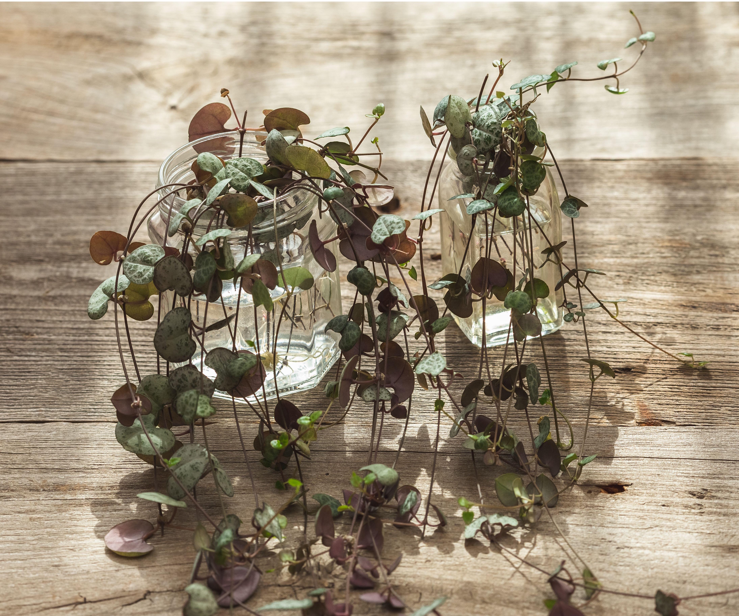 String of hearts water propagation