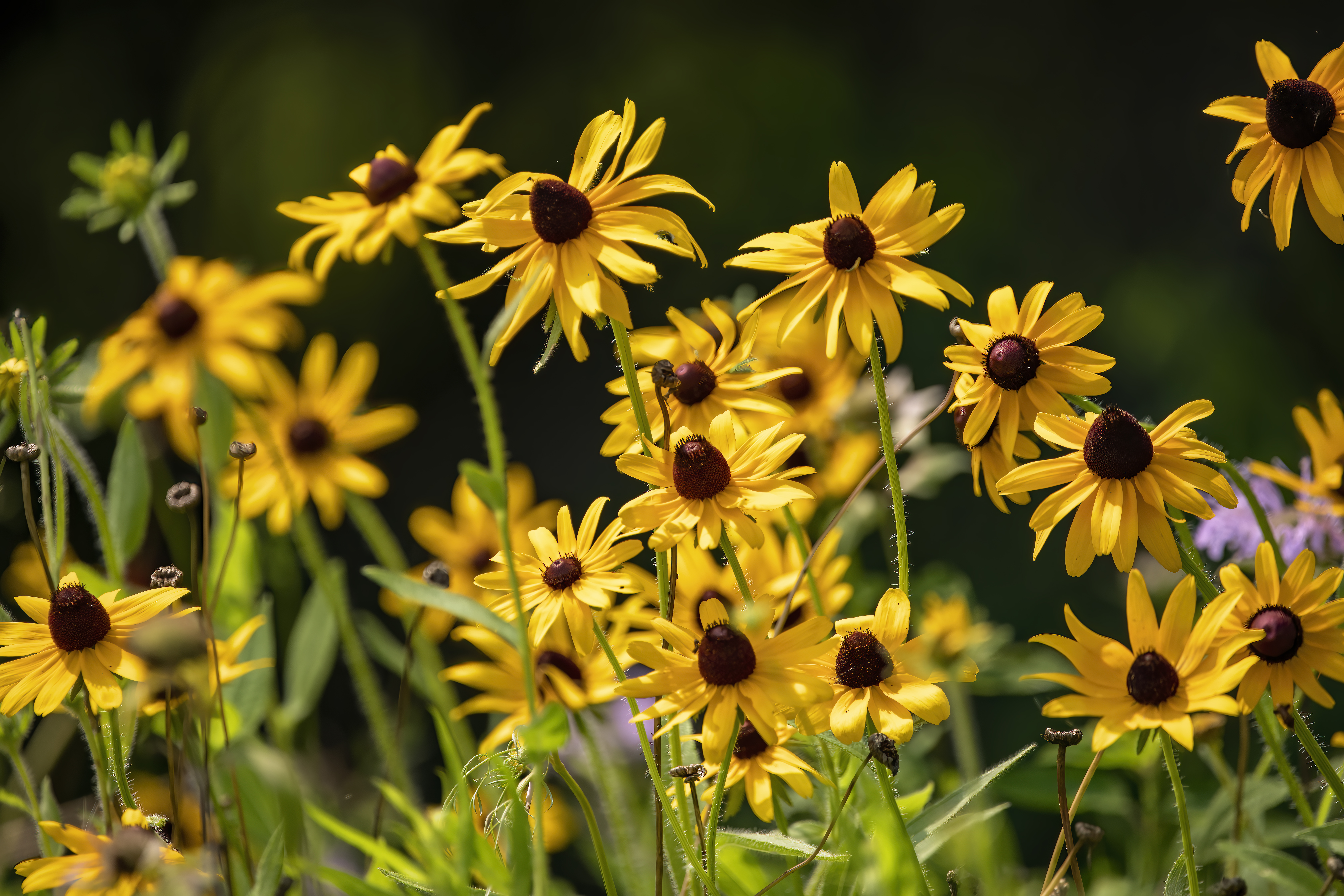 Yellow Cone Flowers