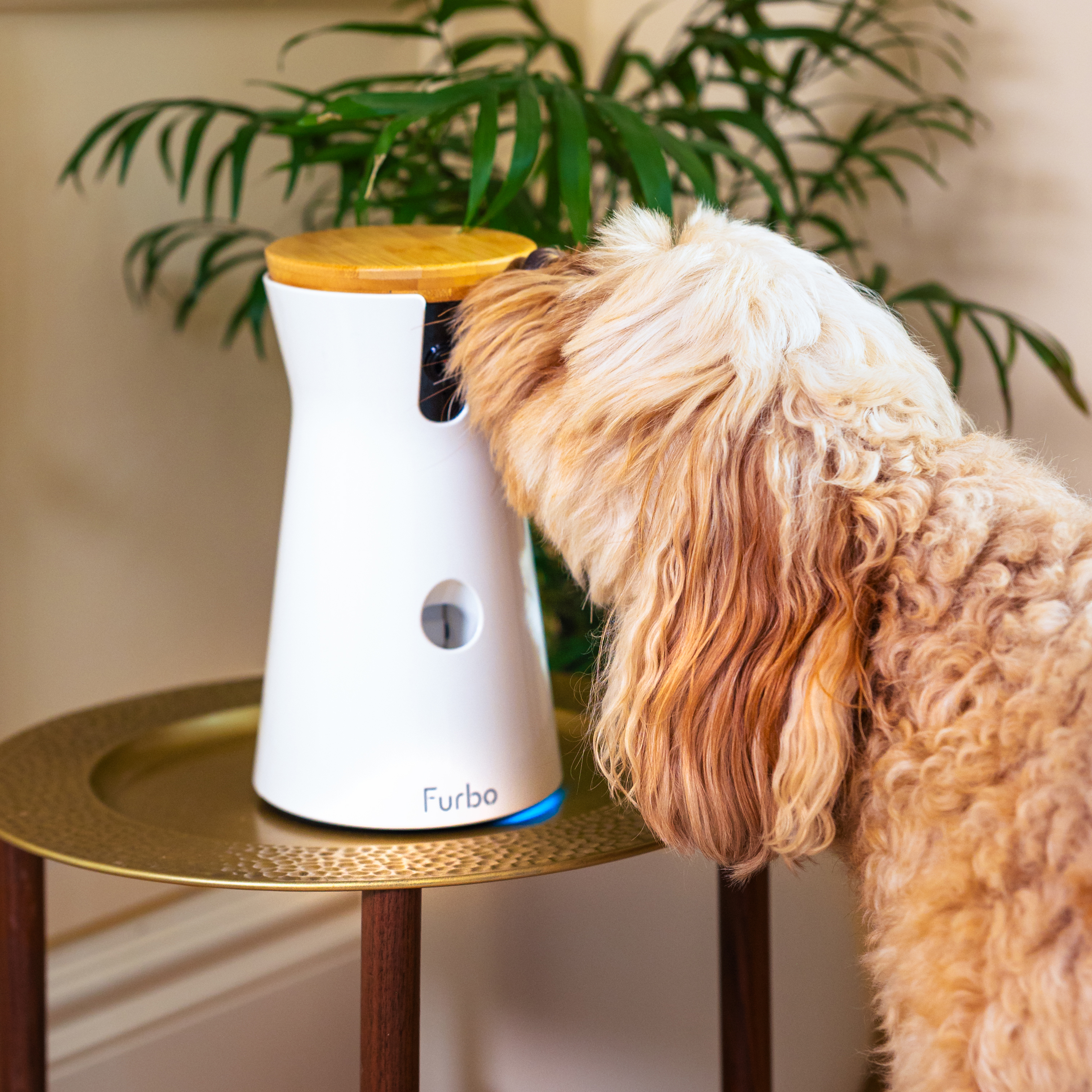 White smart pet camera on a brass side table with a beige dog sniffing at the front