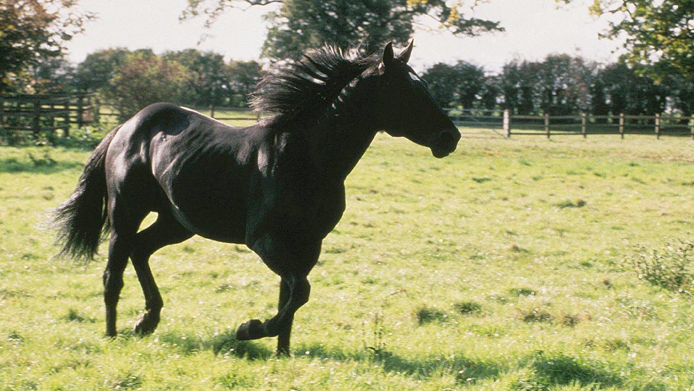 Black BeautyFilm: Black Beauty (USA/UK 1994)Characters: Black BeautyDirector: Caroline Thompson29 July 1994 **WARNING** This Photograph is for editorial use only and is the copyright of WARNER BROS. and/or the Photographer assigned by the Film or P