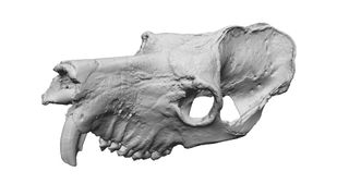 3D scan of a Megaladapis cranium. While its skull and tooth shape hinted at a close relationship to weasel lemurs, DNA analysis proved it was a closer relative of red-fronted lemurs.