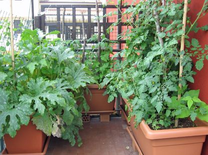 Vegetable Garden Growing In Containers