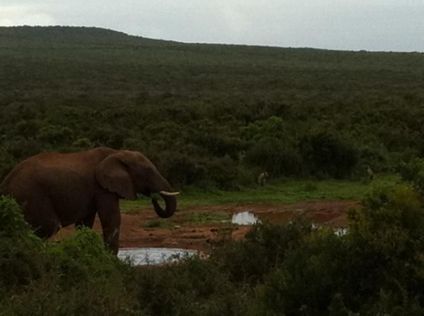 An elephant and a jackal at the watering hole.