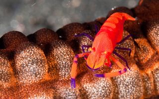 colorful shrimp
